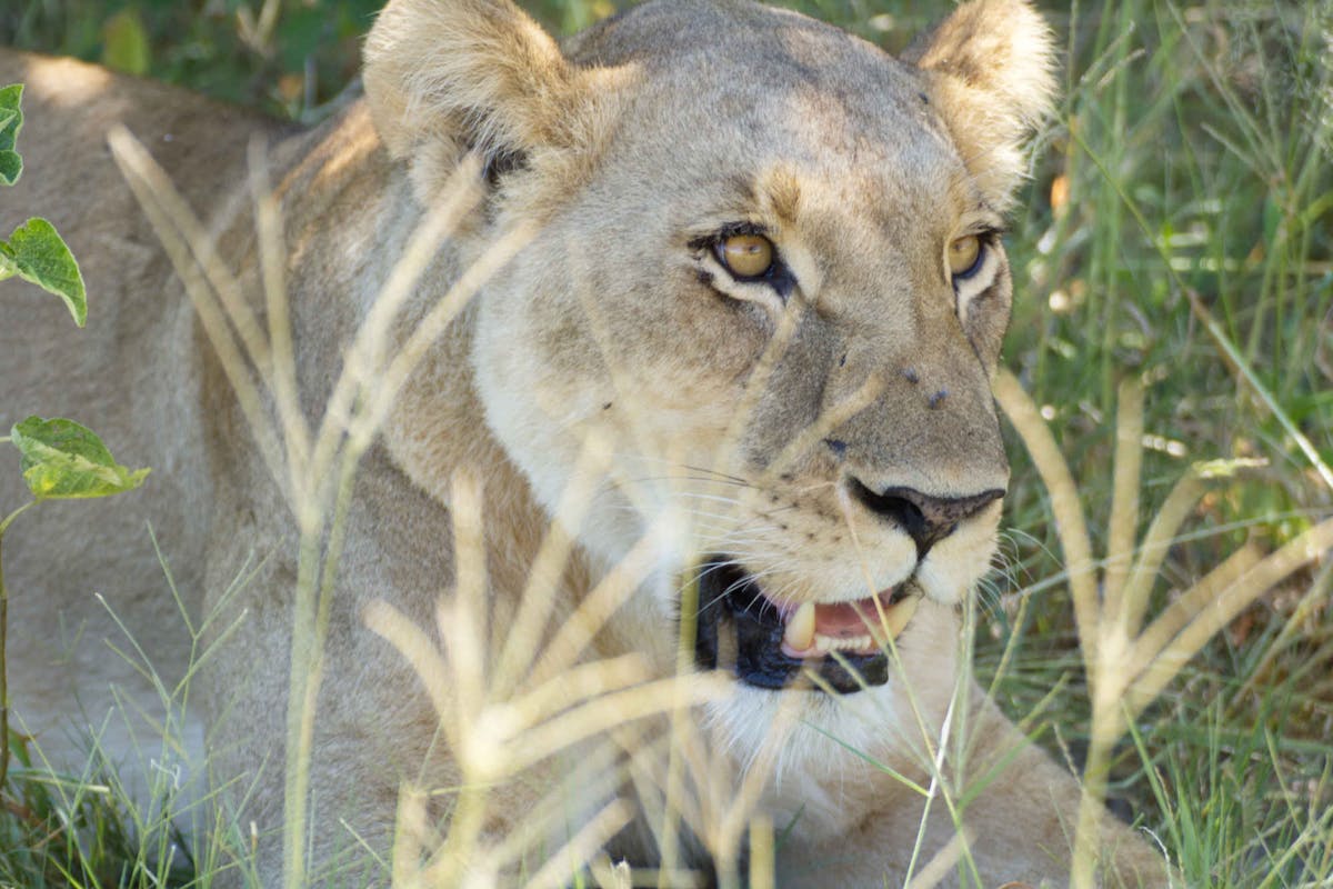 Ramez Ramzy: close-up of a lioness