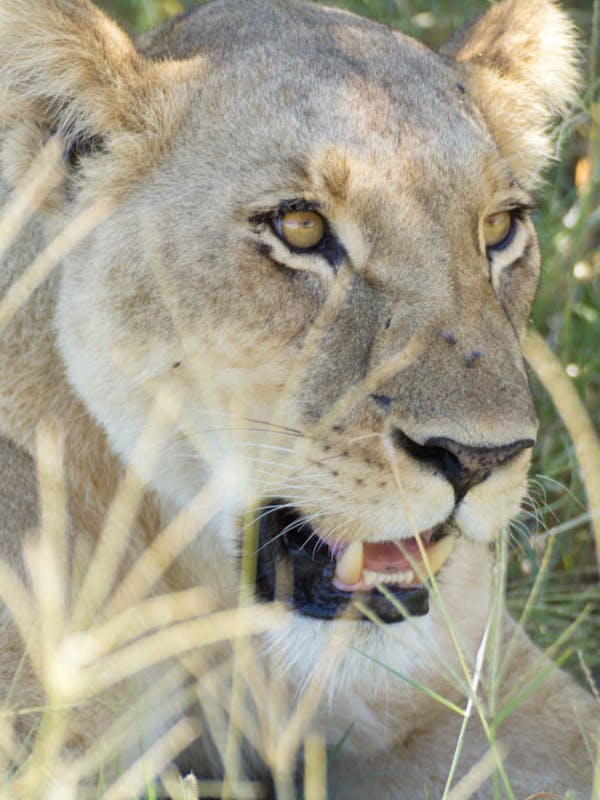 Ramez Ramzy: close-up of a lioness