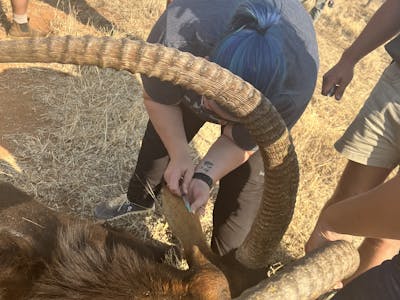 Kaitlyn Evans: a female student injects an antelope