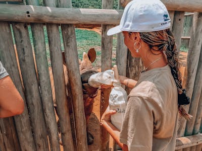Magdalena Edwards: bottle feeding a baby rhino