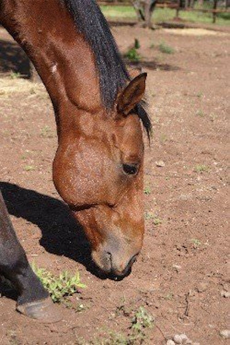 Farewell, horse at Hanchi Conservation Experience