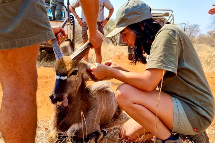 A veterinary student working on a captured antelope