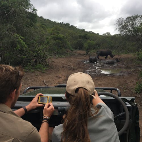Rhino monitoring from a jeep