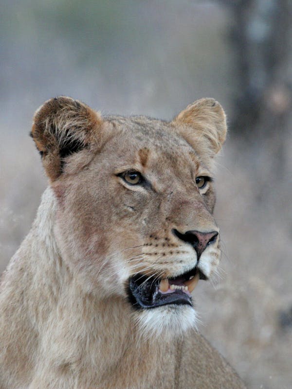 Close-up of a lioness's profile