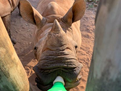 Tanya Stapleton: bottle feeding a baby rhino