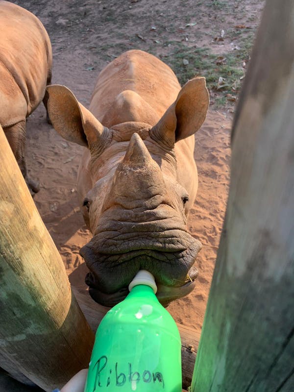 Tanya Stapleton: bottle feeding a baby rhino