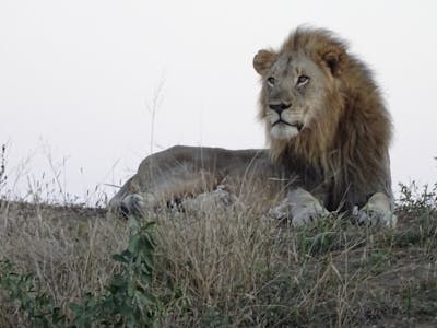 Ian Archer: close-up of a lion