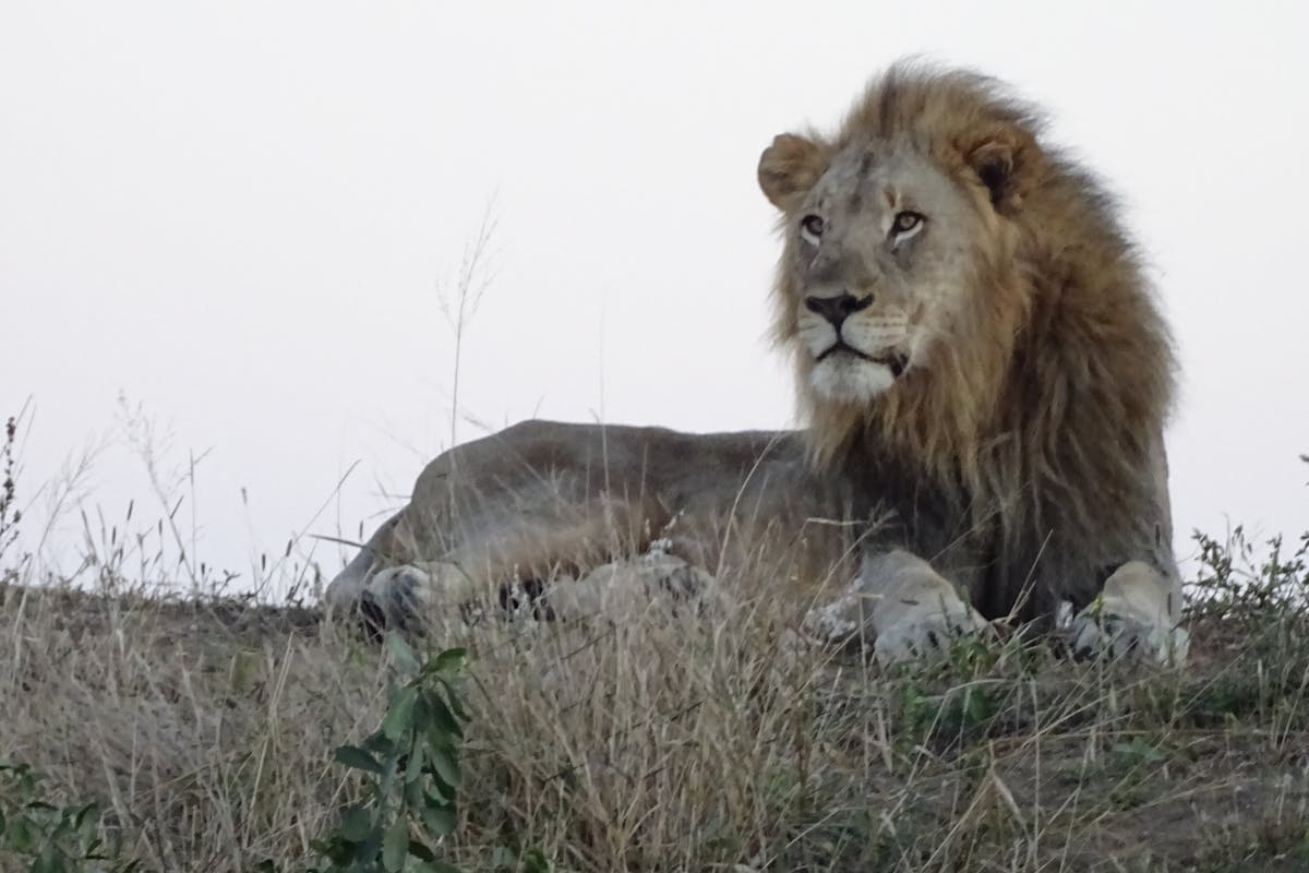 Ian Archer: close-up of a lion