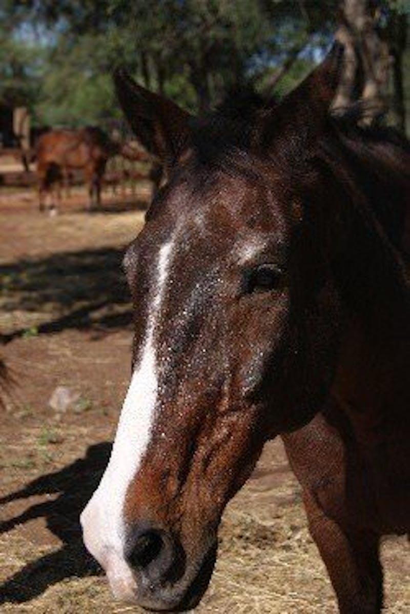 General, horse at Hanchi Conservation Experience