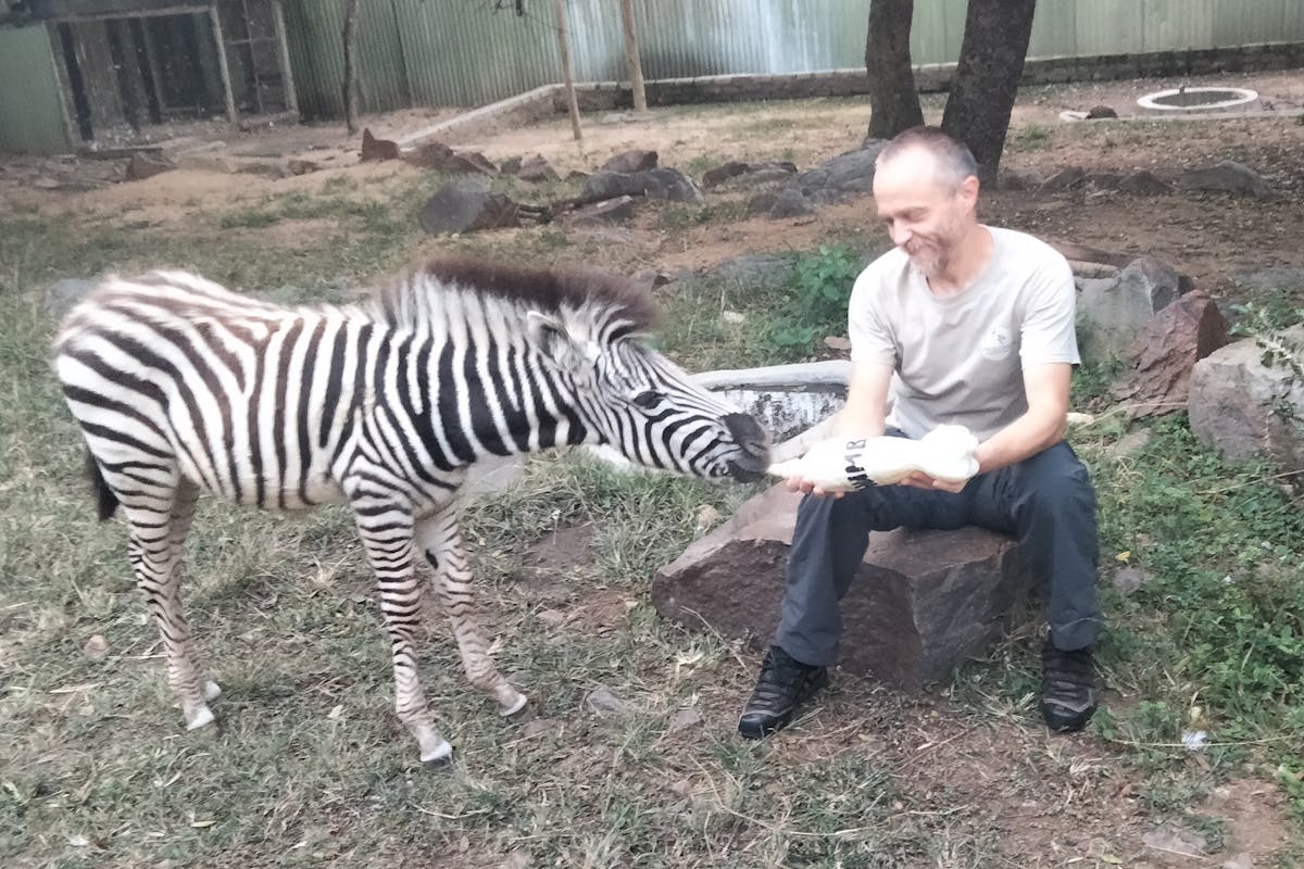 A man bottle feeds a baby zebra 