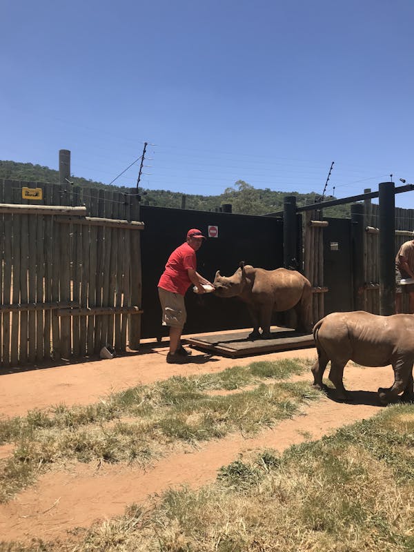 Mario Gabusi: bottle feeding a baby rhino