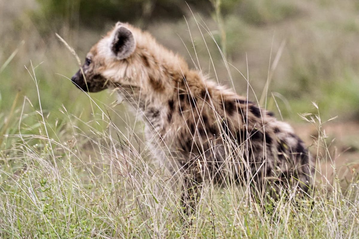 Hyena staring off to the left in the sunlight
