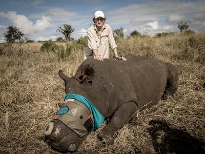 Connor McLead with a sedated Rhino at Phinda