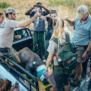 CFWA team members and vets with ACE volunteers attend a sedated Rhino in the back of a truck in the African bush