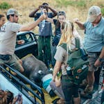 CFWA team members and vets with ACE volunteers attend a sedated Rhino in the back of a truck in the African bush