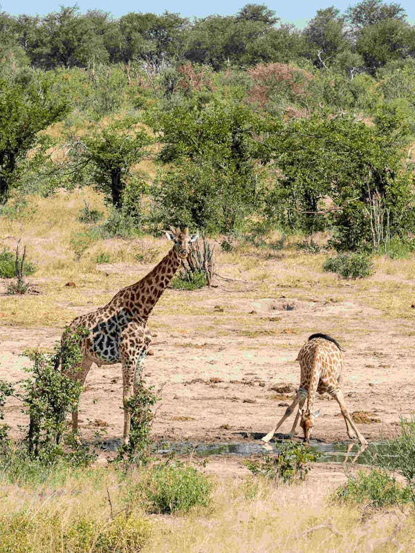 Giraffe and baby giraffe drinking at the water