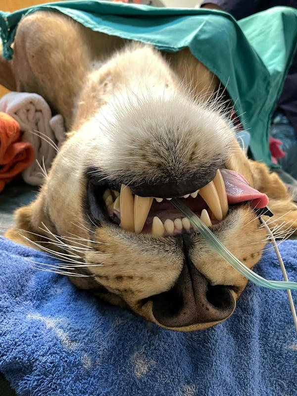 Melany Melkonyan: close-up of sedated lioness