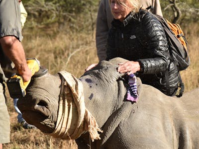 An ACE volunteer assisting with a rhino dehorning
