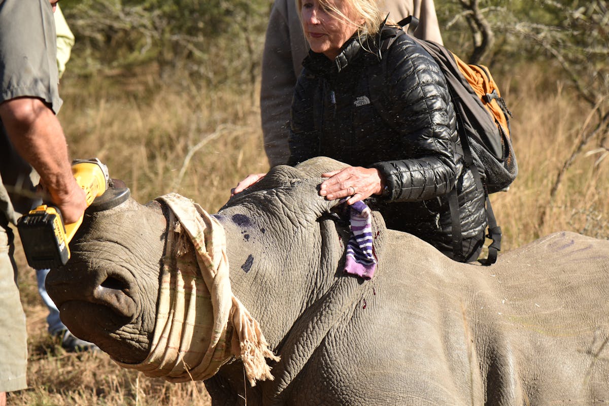 An ACE volunteer assisting with a rhino dehorning