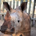 Close-up of a baby rhino