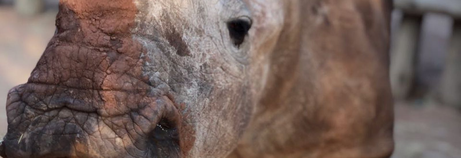 Close-up of a baby rhino