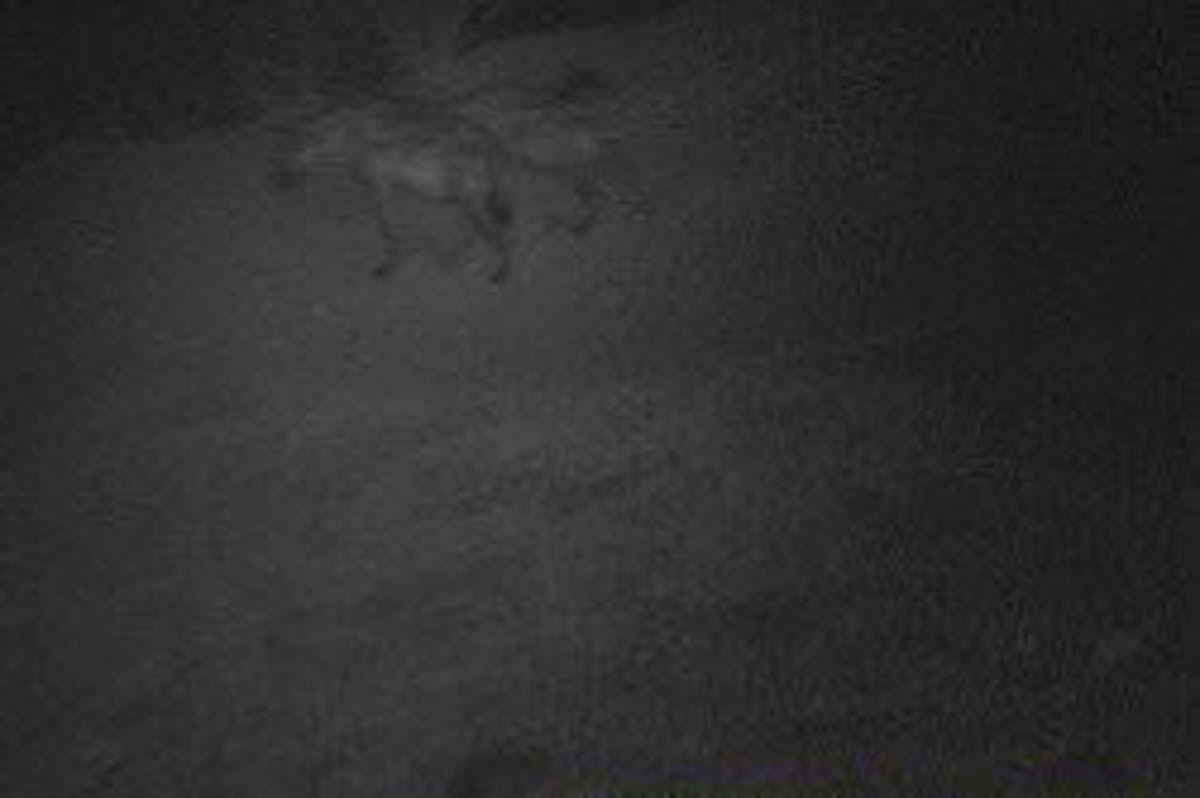 Hyena at night, Game Ranger Course