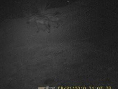 Hyena at night, Game Ranger Course