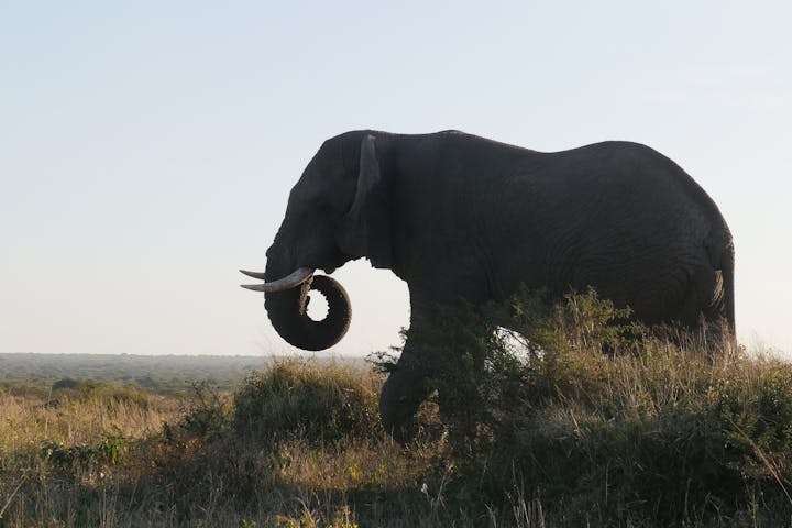 Kaden Kartsone: Close-up of an elephant