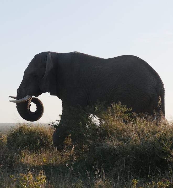 Close-up of an elephant, photo taken by volunteer Kaden