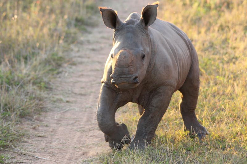 baby rhino running through the grass