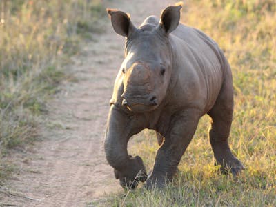 baby rhino running through the grass