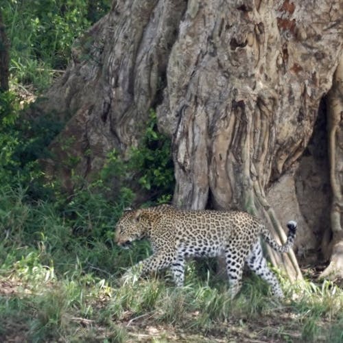 Close-up of a leopard walking in front of a huge tree