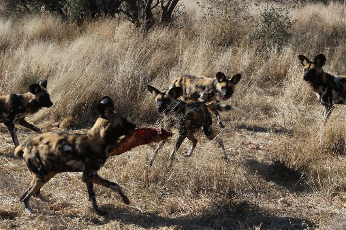 Close-up of wild dogs fighting over a recent kill