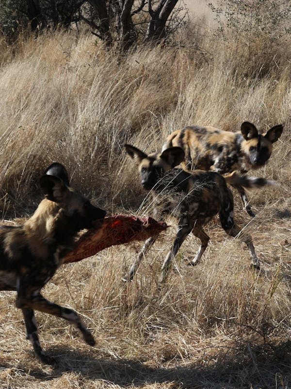Close-up of wild dogs fighting over a recent kill