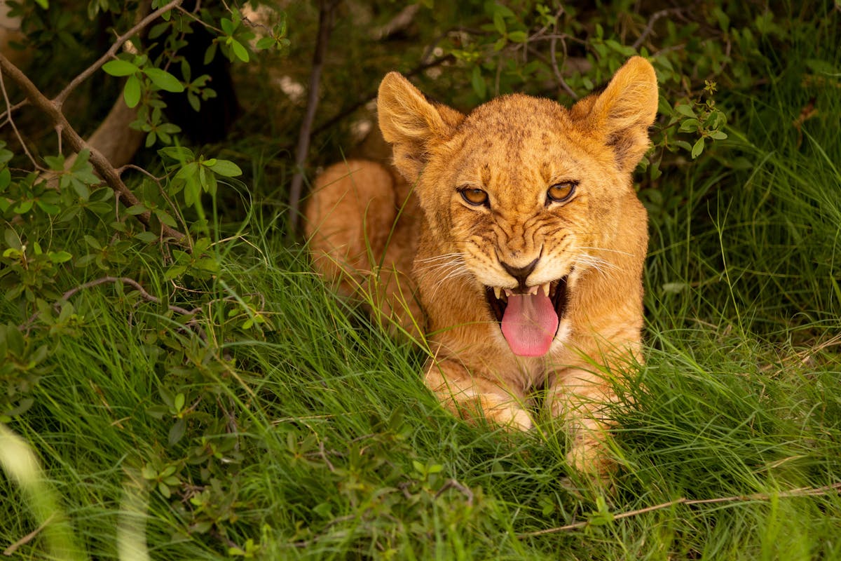Karl Johan Nils Friberg: close up of a lion cub at Phinda Private Game Reserve