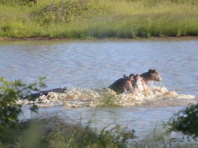 A hippo swims through a lake