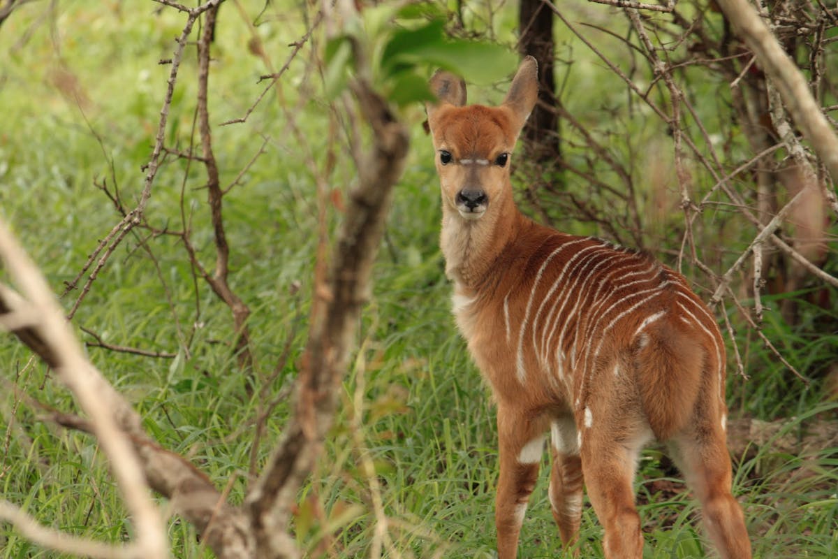 A female nyala looking back towards the camera amongst undergrowth
