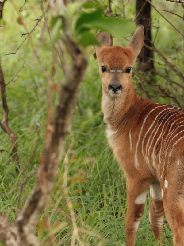 A female nyala looking back towards the camera amongst undergrowth