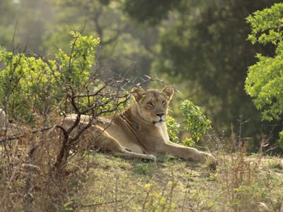 Nathalie Neumann: Lioness in the bush
