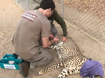 Jesse Burgess: veterinary work on a sedated cheetah
