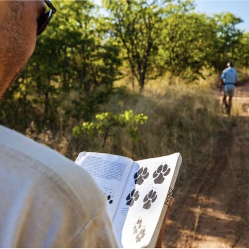 A group of ACE volunteers learning about tracking in the African bush