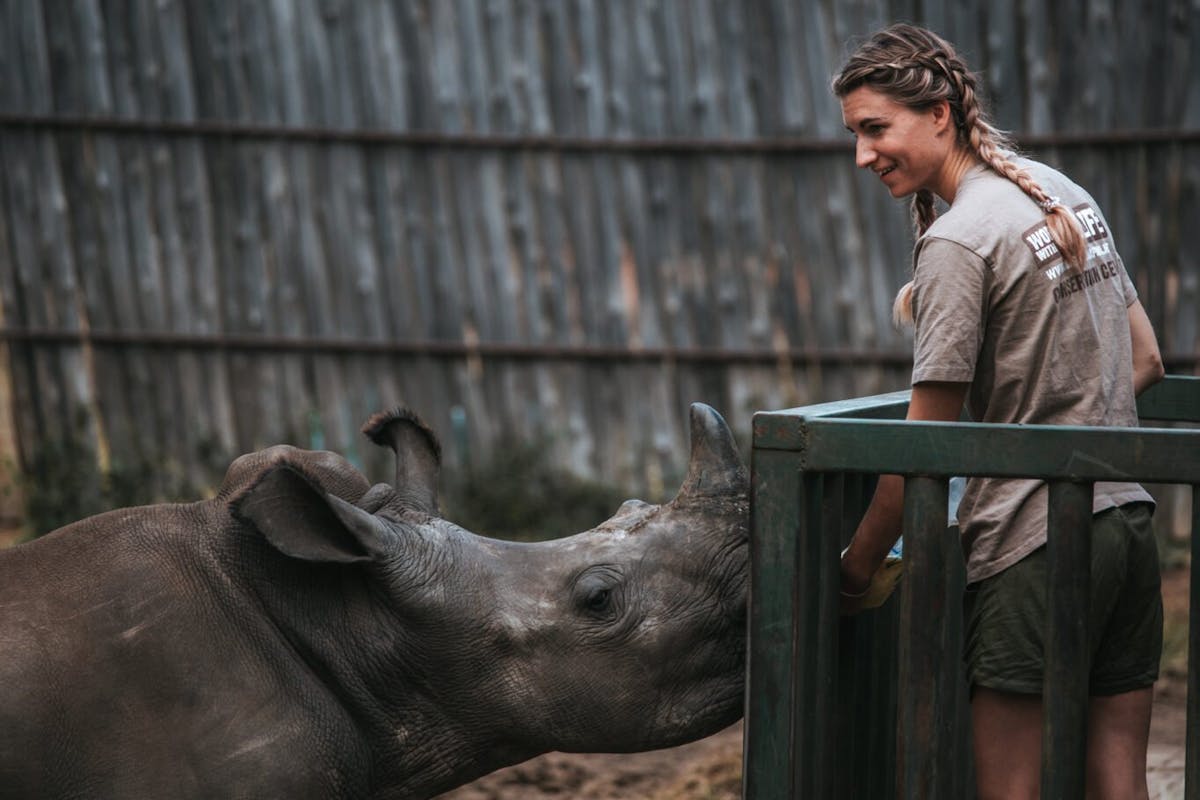 Kwayera, Rhino Rescue Calf Story of Success - The Rhino Orphanage