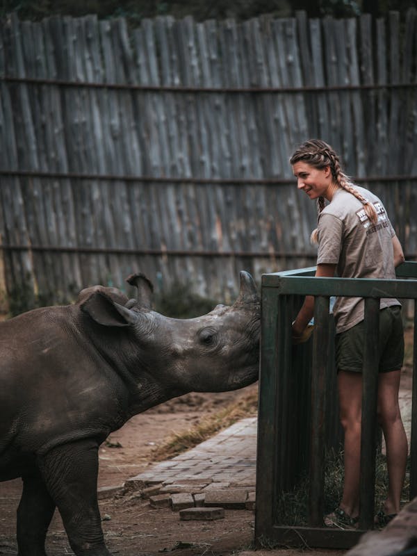 ACE volunteer bottle feeding a rhino calf, The Rhino Orphanage
