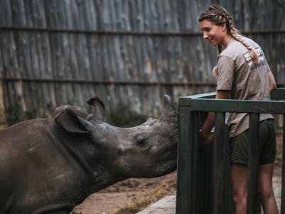 ACE volunteer bottle feeding a rhino calf, The Rhino Orphanage