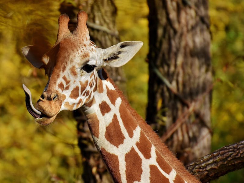 A giraffe with it's tongue sticking out