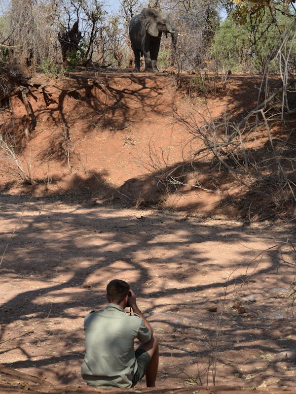 ACE volunteer views and monitors an elephant, sitting down from a far distance to not disturb