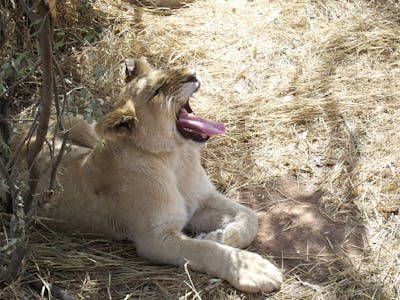 Close-up of a lion cub yawning