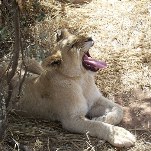 Close-up of a lion cub yawning