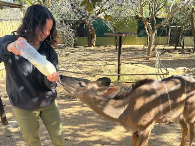 Payton McGarva: Bottle feeding an antelope