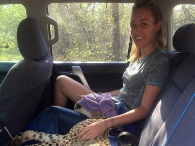 Daina Rawlings: sat in a vehicle with a sedated cheetah